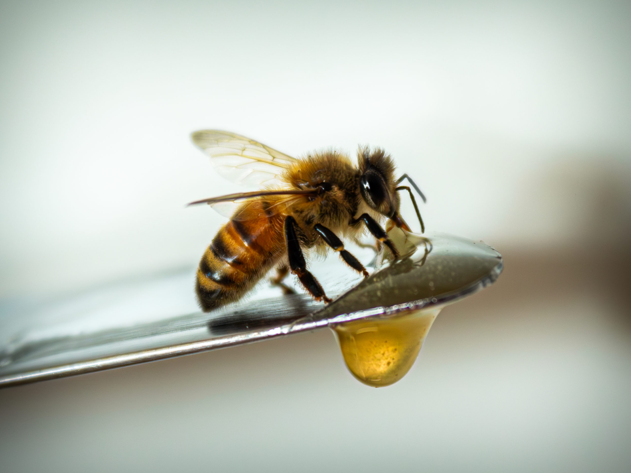 A european honey bee eating honey on the handle of a kitchen knife